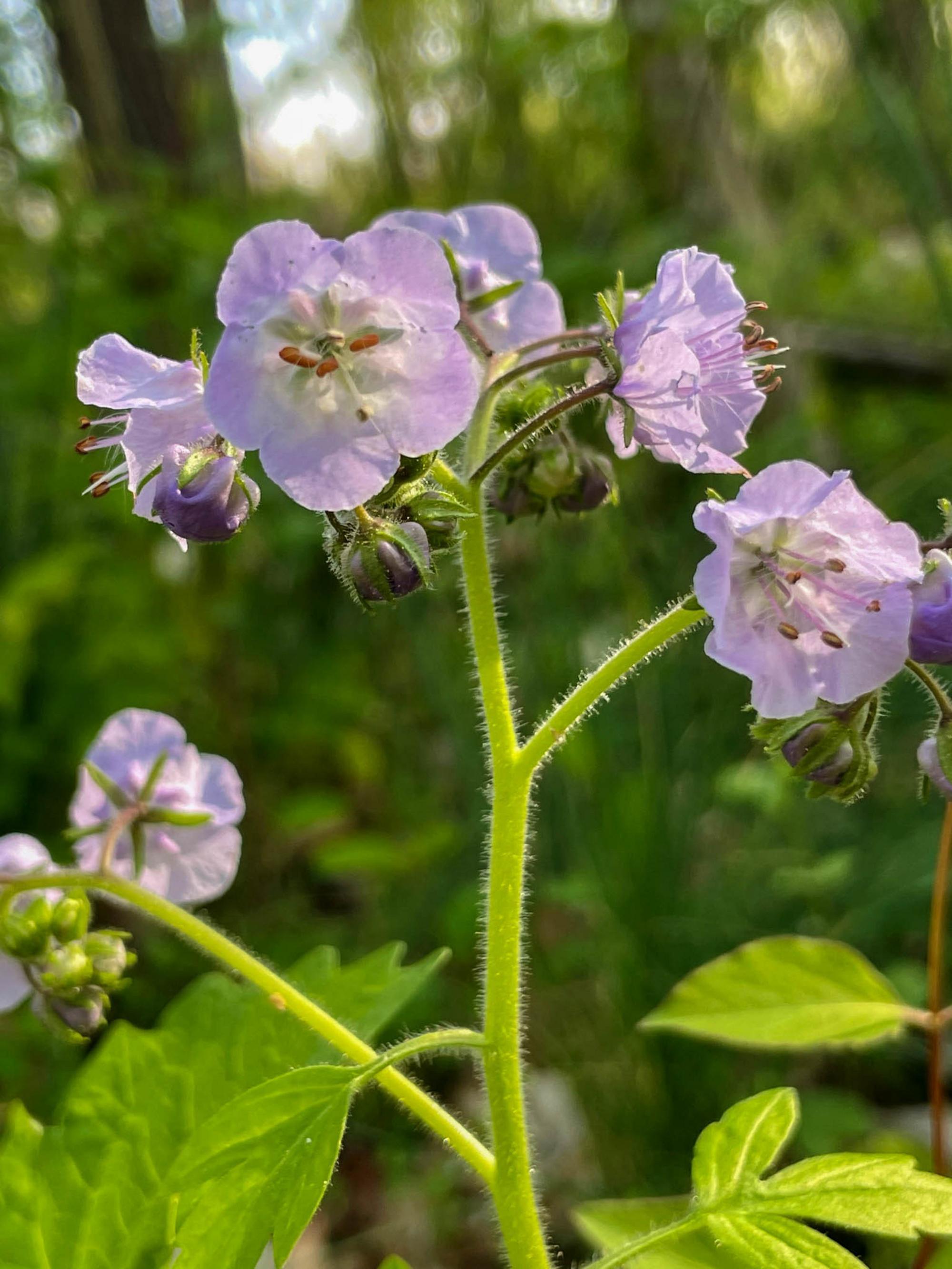 Women in the Outdoors: Wildflower Tour image
