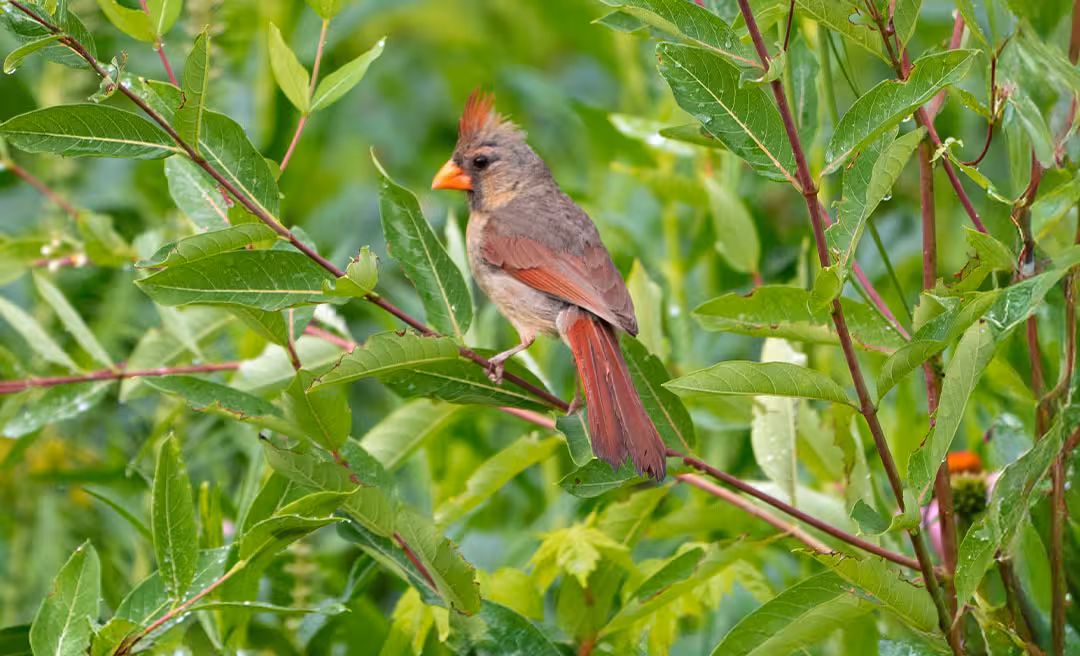 Native Flower Planting at Avoca Trailhead image