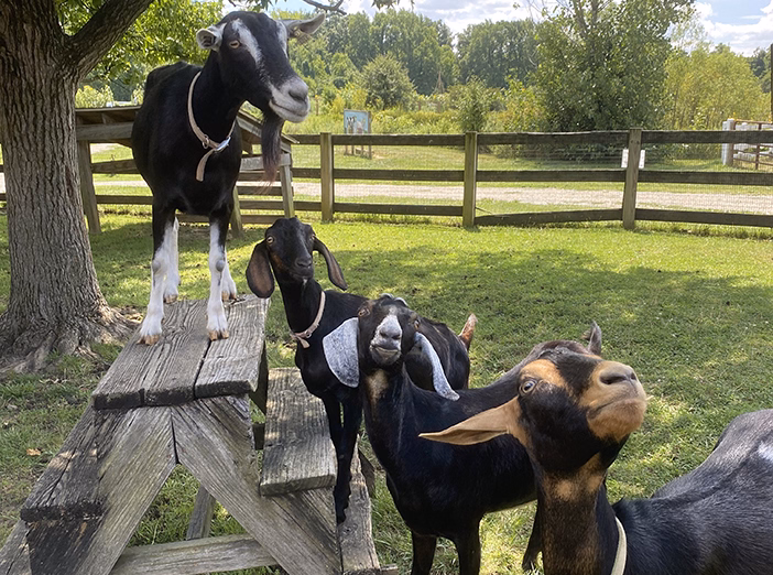 Homesteading 101: Backyard Goats image
