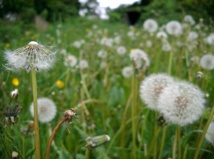 Spring Ephemeral Hike Series - Shawnee Lookout image